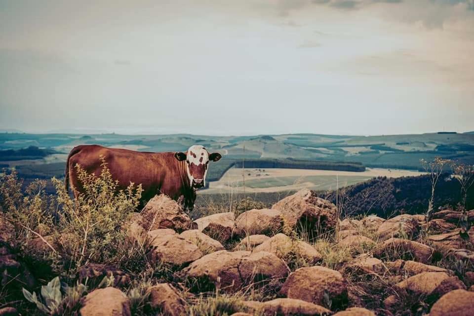 Forest Hill Country Lodge Piet Retief Buitenkant foto